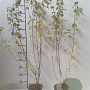 Lonicera xylosteum 60-80 cm 2,0L