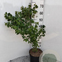 Lonicera xylosteum 60-80 cm 5,0L