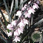 Ophiopogon pl. Nigrescens GM P9