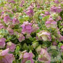 Origanum rotundifolium 'Kent Beauty' GM P9