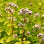 Origanum vulgare 'Aureum' GM P9