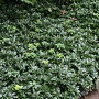 Pachysandra terminalis 'Green Sheen' GM P9