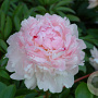 Paeonia lact. 'Angel Cheeks'' GM P9