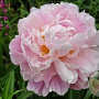 Paeonia lact. 'Catharina Fontijn' GM  P11