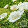 Paeonia officinalis 'Alba Plena' GM  P11