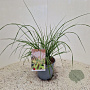 Pennisetum alopecuroides 'Viridecens' GM P9