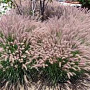 Pennisetum orientale 'Karley Rose' GM P9