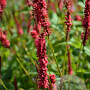 Persicaria amplexicaulis 'JCalor' GM P9