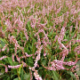 Persicaria amplexicaulis 'Pink Elephant' GM P9