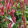 Persicaria amplexicaulis 'Speciosa' GM P9