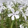 Phlox divaricata 'White Perfume' GM P9