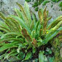 Phyllitis scolopendrium GM P9