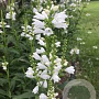 Physostegia virginiana 'Alba' GM P9