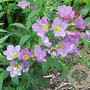 Polemonium caeruleum 'Lambrook Mauve' GM P9