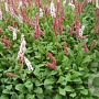 Polygonum affine GM P9