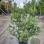 Osmanthus burkwoodii 60-80 cm 10L