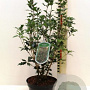 Osmanthus heter. 'Purpureus' 20-25 cm 2,0L