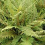Polystichum setiferum 'Plumoso-densum' GM P9