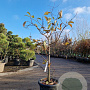 Oxydendrum arboreum 100-125 cm 25L