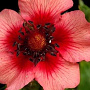 Potentilla nepalensis 'Miss Willmott' GM P9