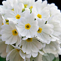 Primula denticulata 'Alba' GM P9