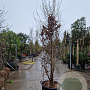 Parrotia persica 250-300 cm container meerstammig