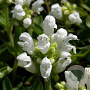 Prunella grandiflora 'Alba' GM P9