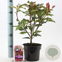 Photinia fraseri 'Camilvy' 25-30 cm 2,0L