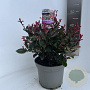 Photinia fraseri 'Little Red Robin' 30-40 cm 5,0L