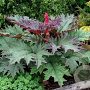 Rheum palmatum 'Atrosanguineum' GM P9