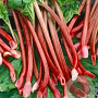 Rheum rhabarbarum 'Red Champagne' GM  P11