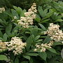 Rodgersia sambucifolia 'Mountain select' GM P9