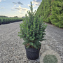 Picea gl. 'Conica' 30-40 cm 3,0L