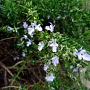 Rosmarinus prostratus lavandeolaceus GM P9