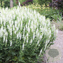 Salvia nemorosa 'Adrian' GM P9