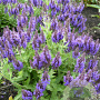 Salvia nemorosa 'Marcus' GM P9