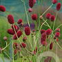 Sanguisorba officinalis 'Arnhem' GM P9