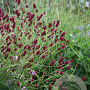Sanguisorba officinalis 'Red Thunder' GM P9
