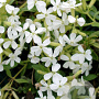 Saponaria ocymoides 'Snow Tip' GM P9