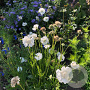 Scabiosa caucasica 'Miss Willmott' GM P9