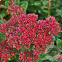 Sedum telephium 'Munstead Dark Red' GM P9