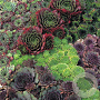 Sempervivum mixed GM P9