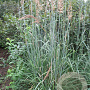 Sorghastrum nutans 'Sioux Blue' GM P9