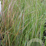 Stipa arundinacea GM P9