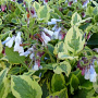 Symphytum grandiflorum 'Goldsmith' GM P9