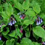 Symphytum grandiflorum 'Hidcote Blue' GM P9