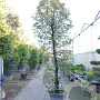 Quercus ilex 350-400 cm container geveerd