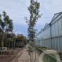 Quercus ilex 350-400 cm cont. 750L meerstammig