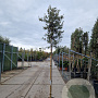 Quercus ilex 180 cm stam container 8-10