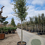 Quercus ilex 180 cm stam container 18-20 leiboom